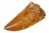 Serrated, Raptor Tooth - Real Dinosaur Tooth #294613-1